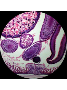 PREPARED MICROSCOPE SLIDES